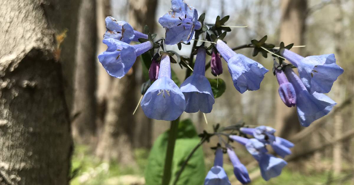 Meadowbrook hike Valparaiso Spring 2020