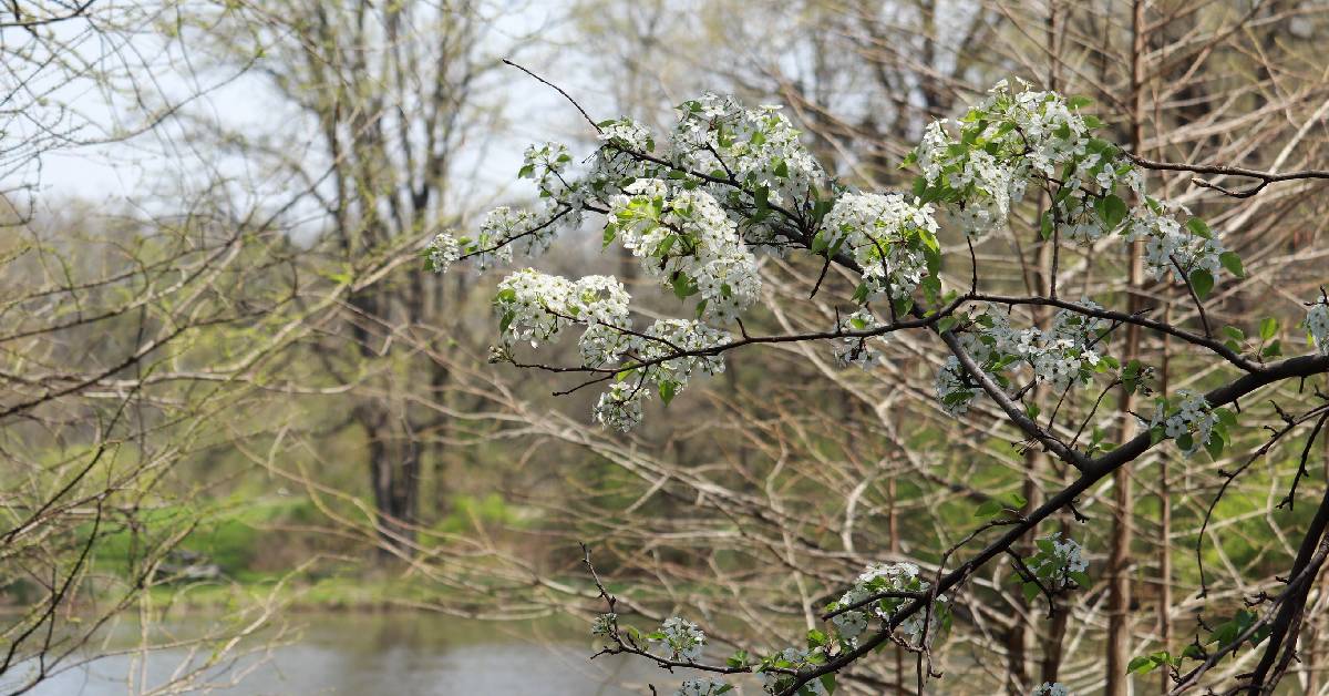 Walk Off the Feast at Gabis Arboretum