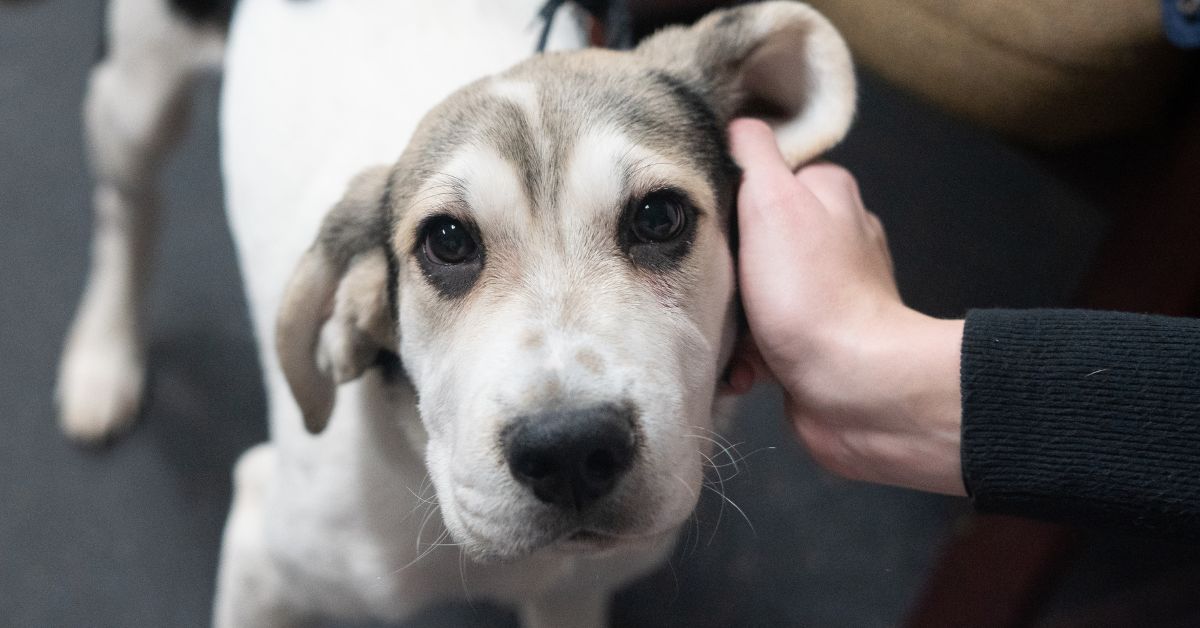 Lakeshore Paws Holiday Party 2023