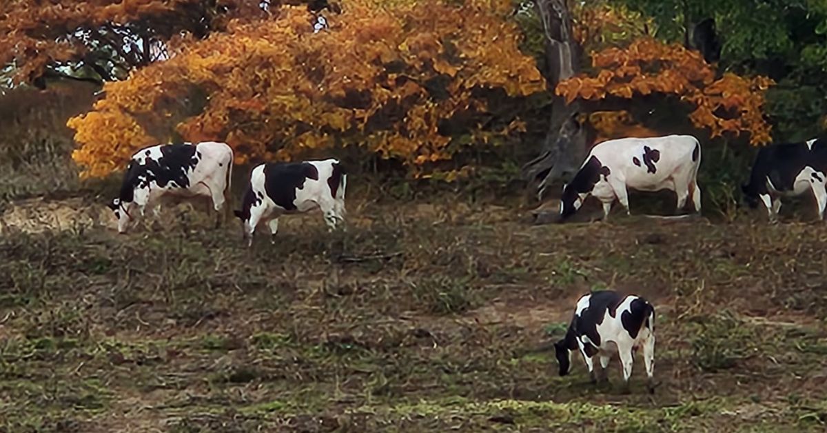 Moo-velous Pulaski County!