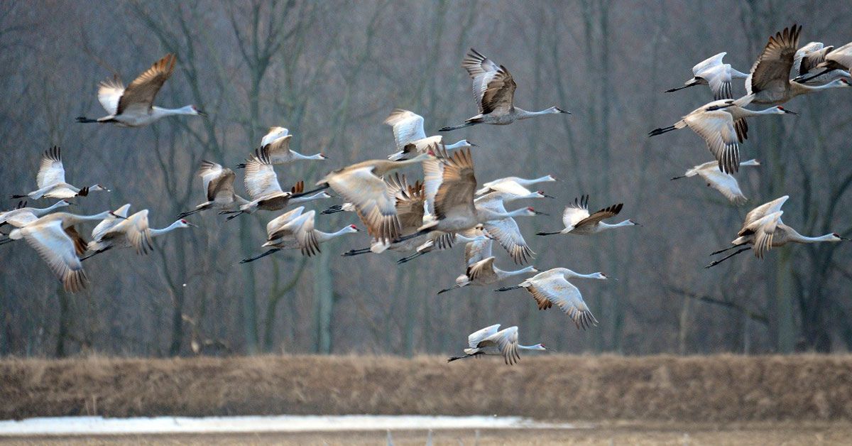 A day trip in Pulaski County offers nature, wildlife, and small-town charm