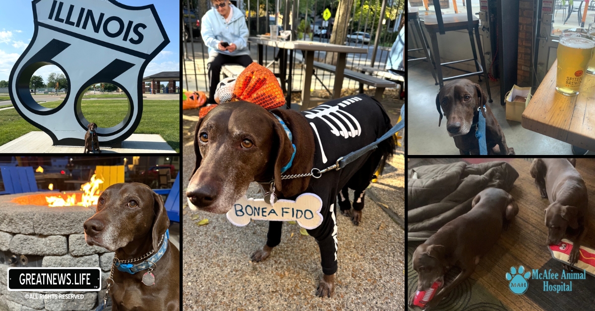 McAfee Animal Hospital continues to assist “miracle dog” Faux Pas through cancer treatment