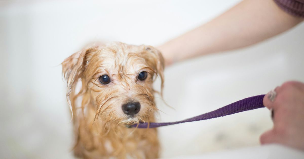 Vale Park Animal Hospital offers grooming services sure to get your tail wagging