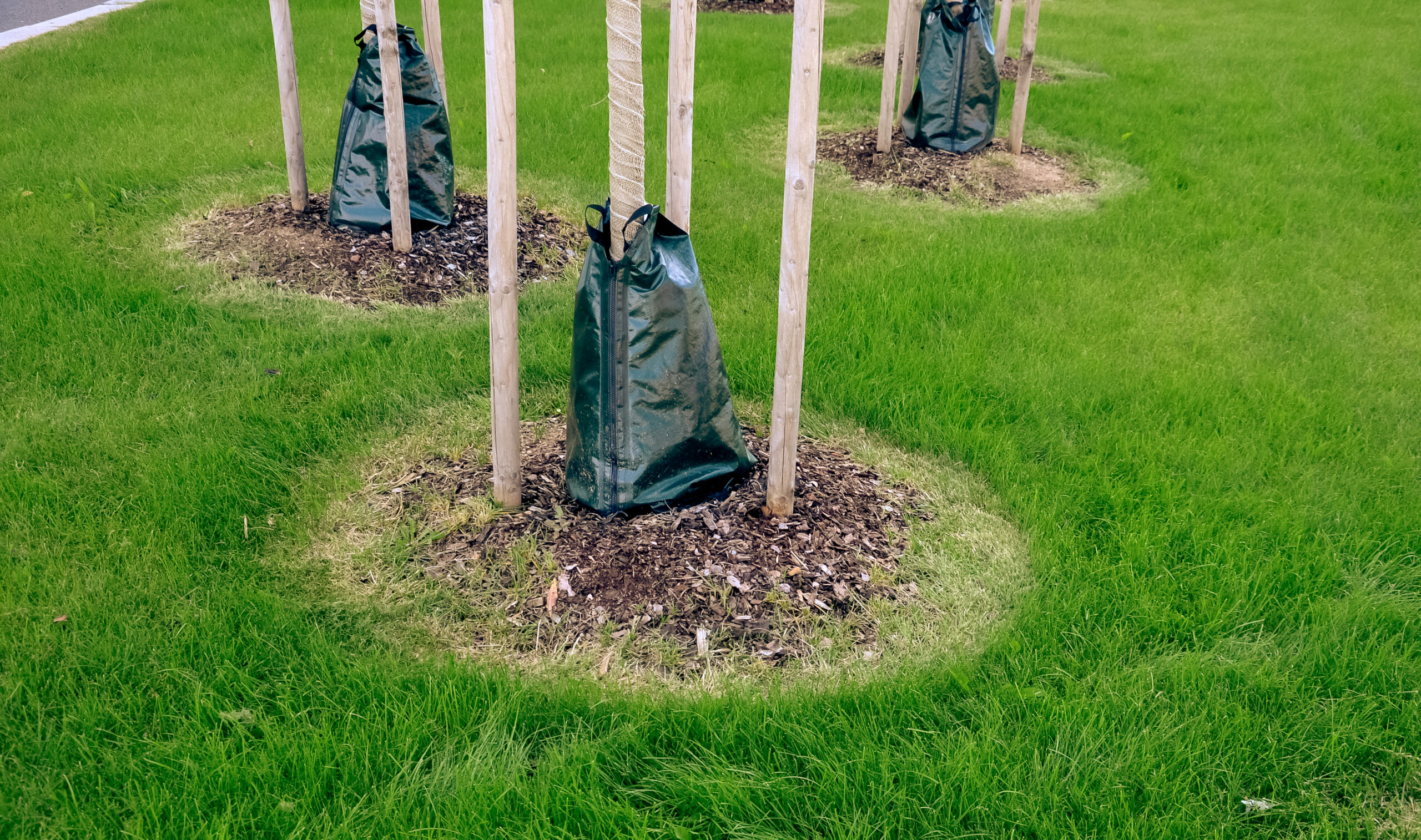 Michigan City to start Tree Watering