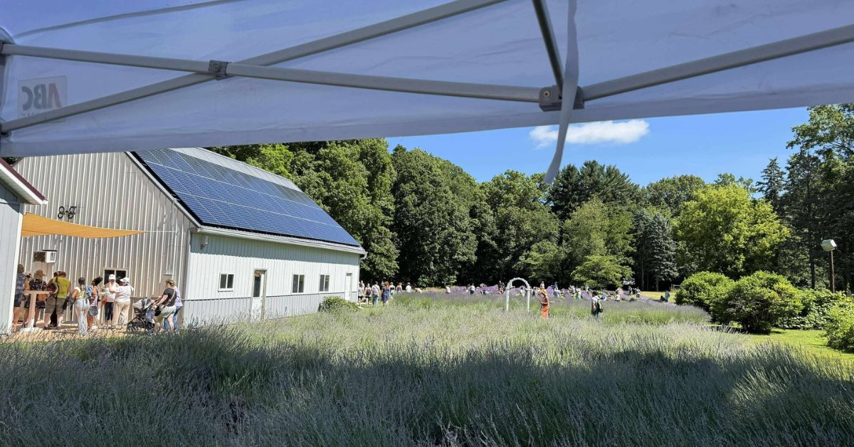 Lavender Festival 2026
