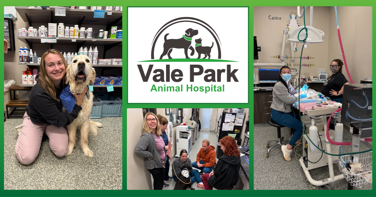 Vale Park Animal Hospital and Lakeshore PAWS advocate and support adopted pets through Furever Pet program
