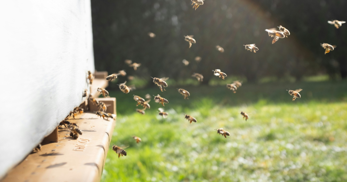 Beekeeping and hive management company gets help from Hartman Global
