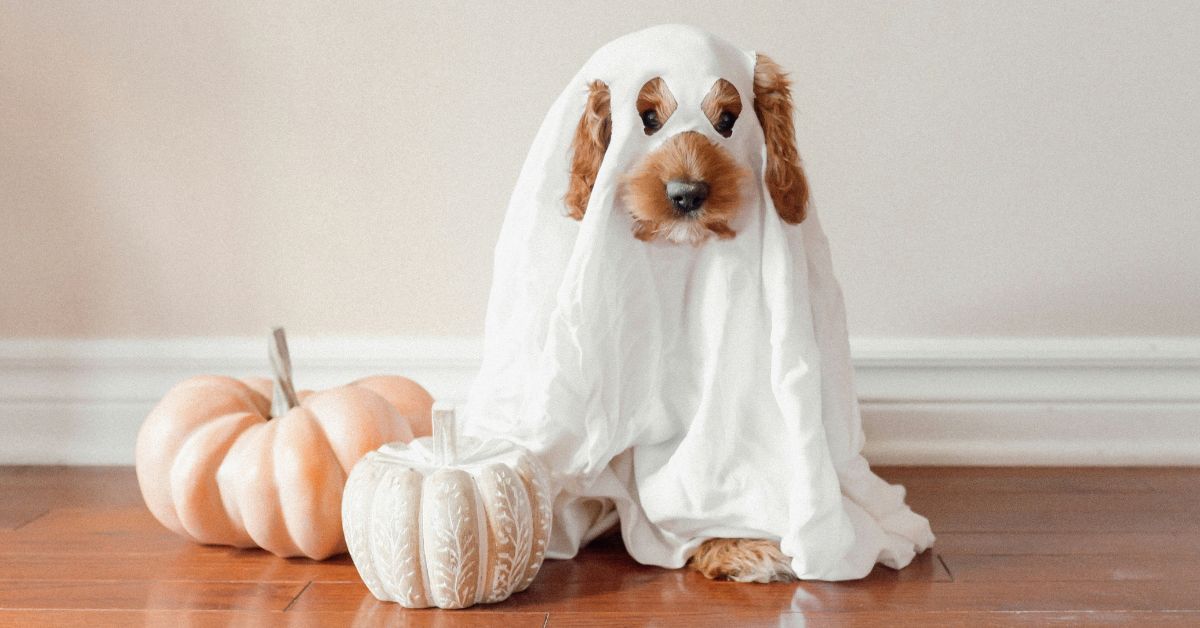 Keep your furry friends safe this Halloween with tips from McAfee Animal Hospital
