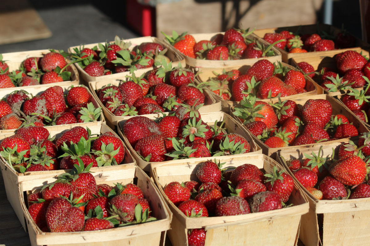 2015CentralParkPlazaOpening3