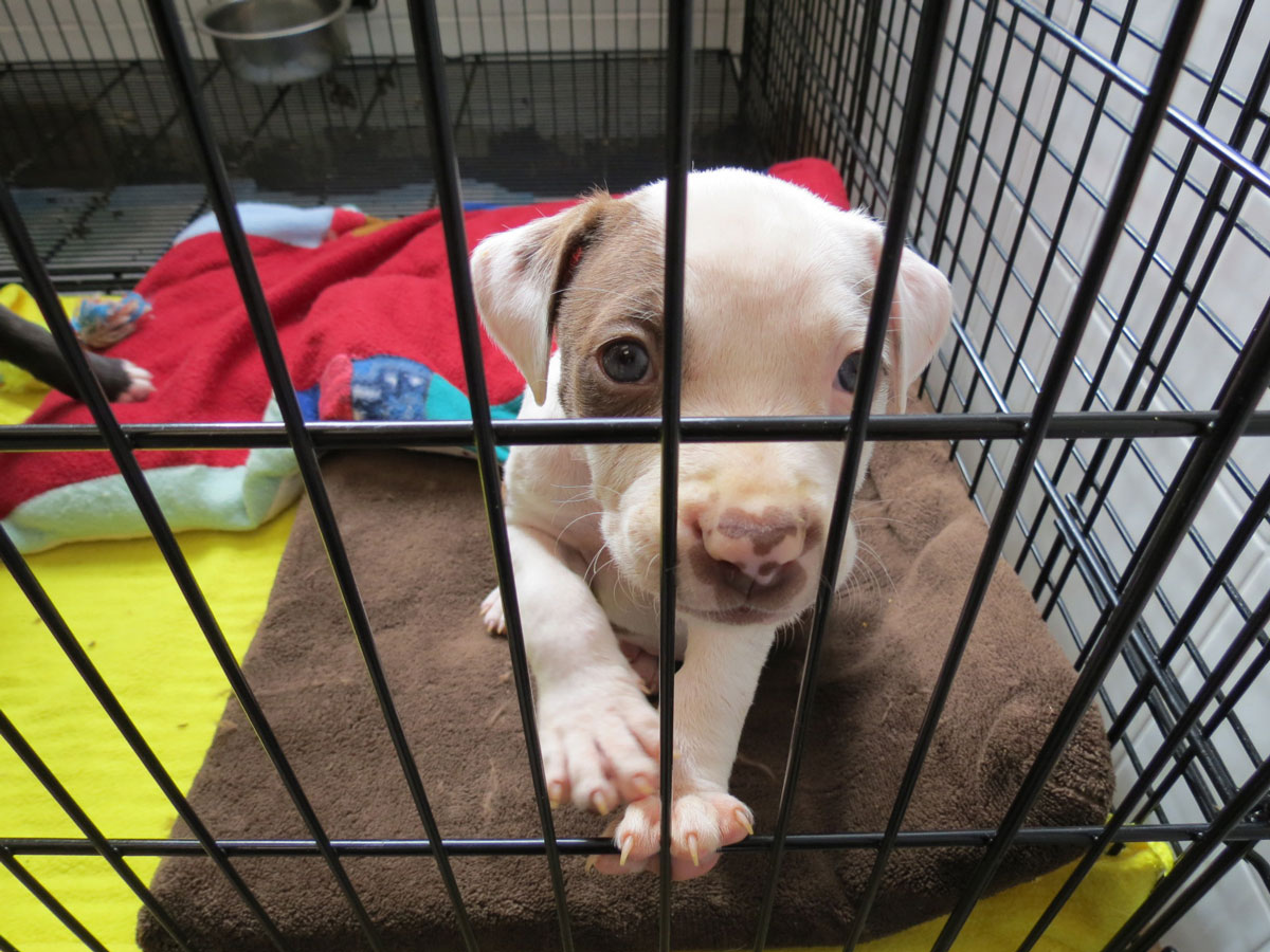 Adoption-Event-Feb-2014-2