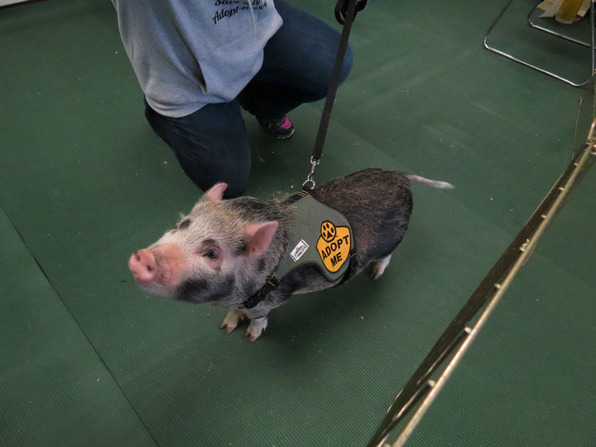 Adoption-Event-Feb-2014-3