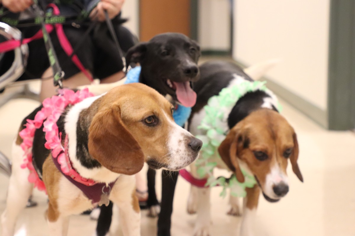 Advanced-Animal-Medical-Aloha-2018-3