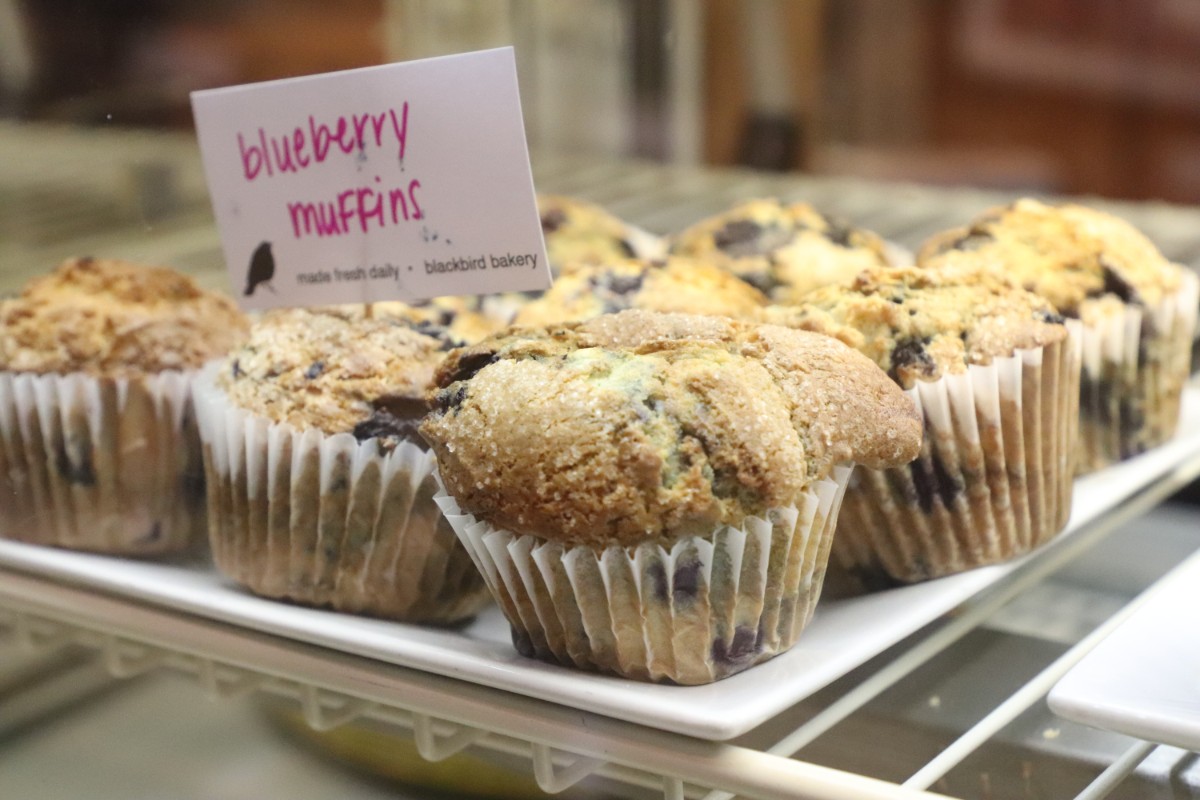 Blackbird-with-the-Lifers-2018 04