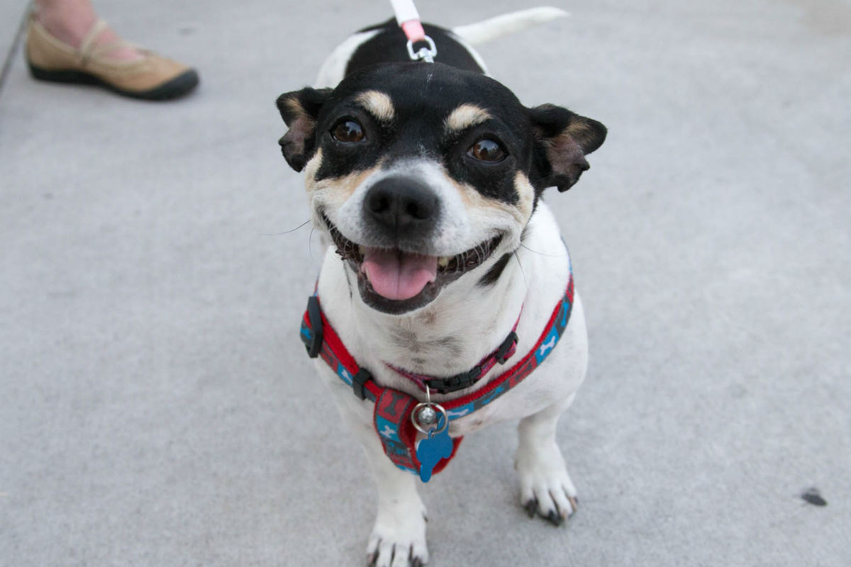 lakeshore-paws-pup-crawl-2016-6