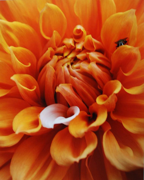 MaryKetchmark-Flowers-2