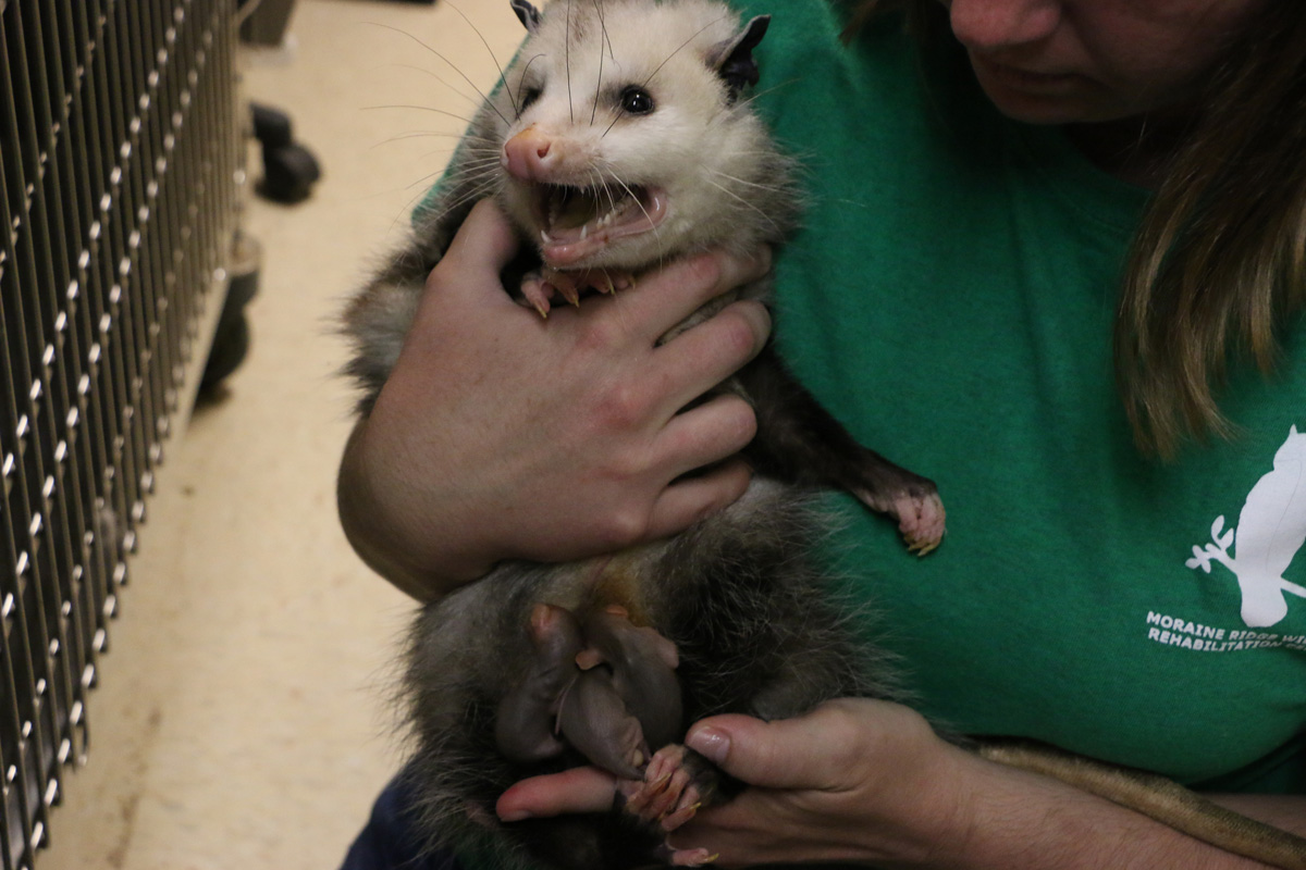 moraine-ridge-2017-2