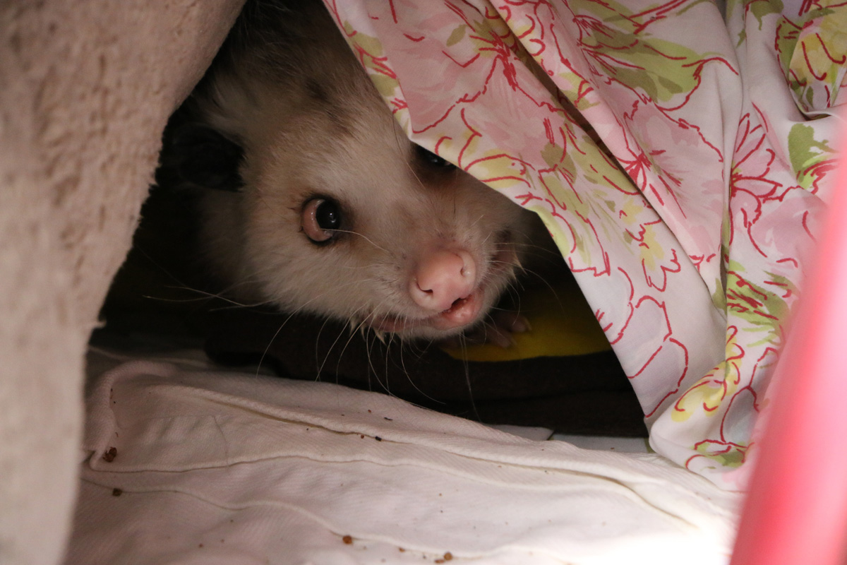 moraine-ridge-2017-5