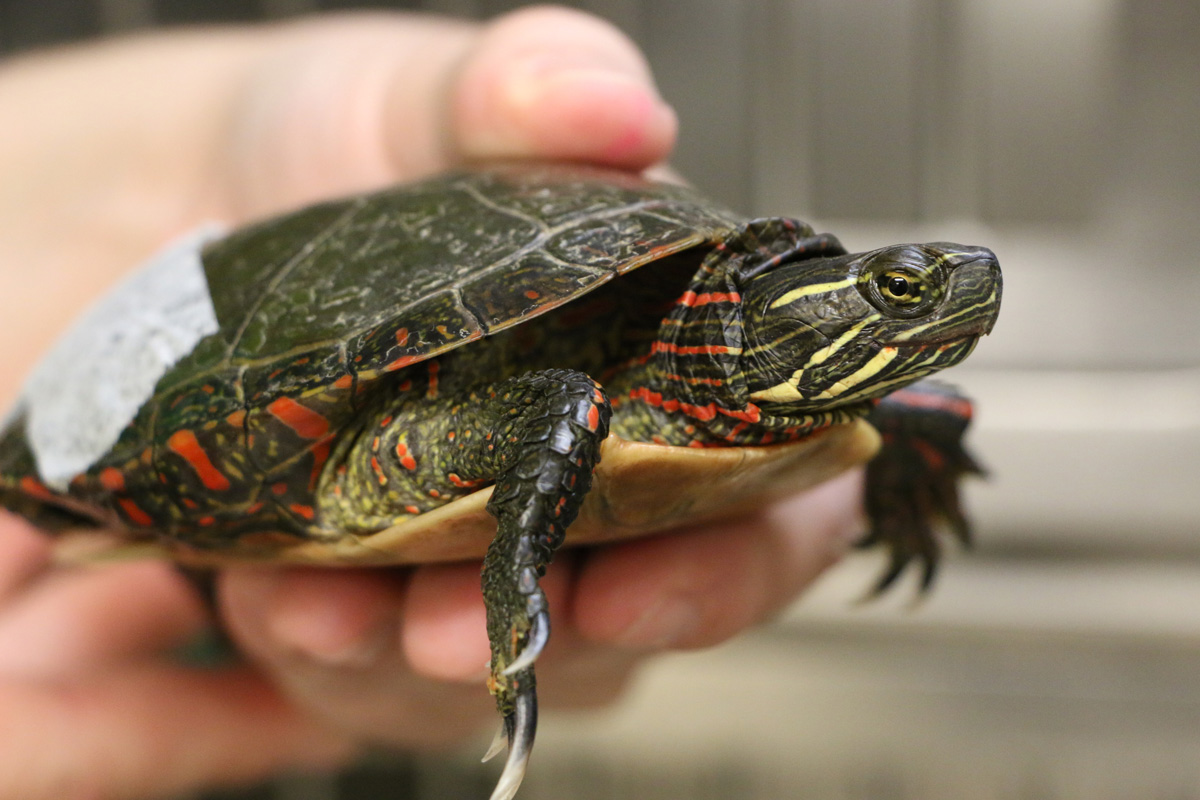 moraine-ridge-2017-6