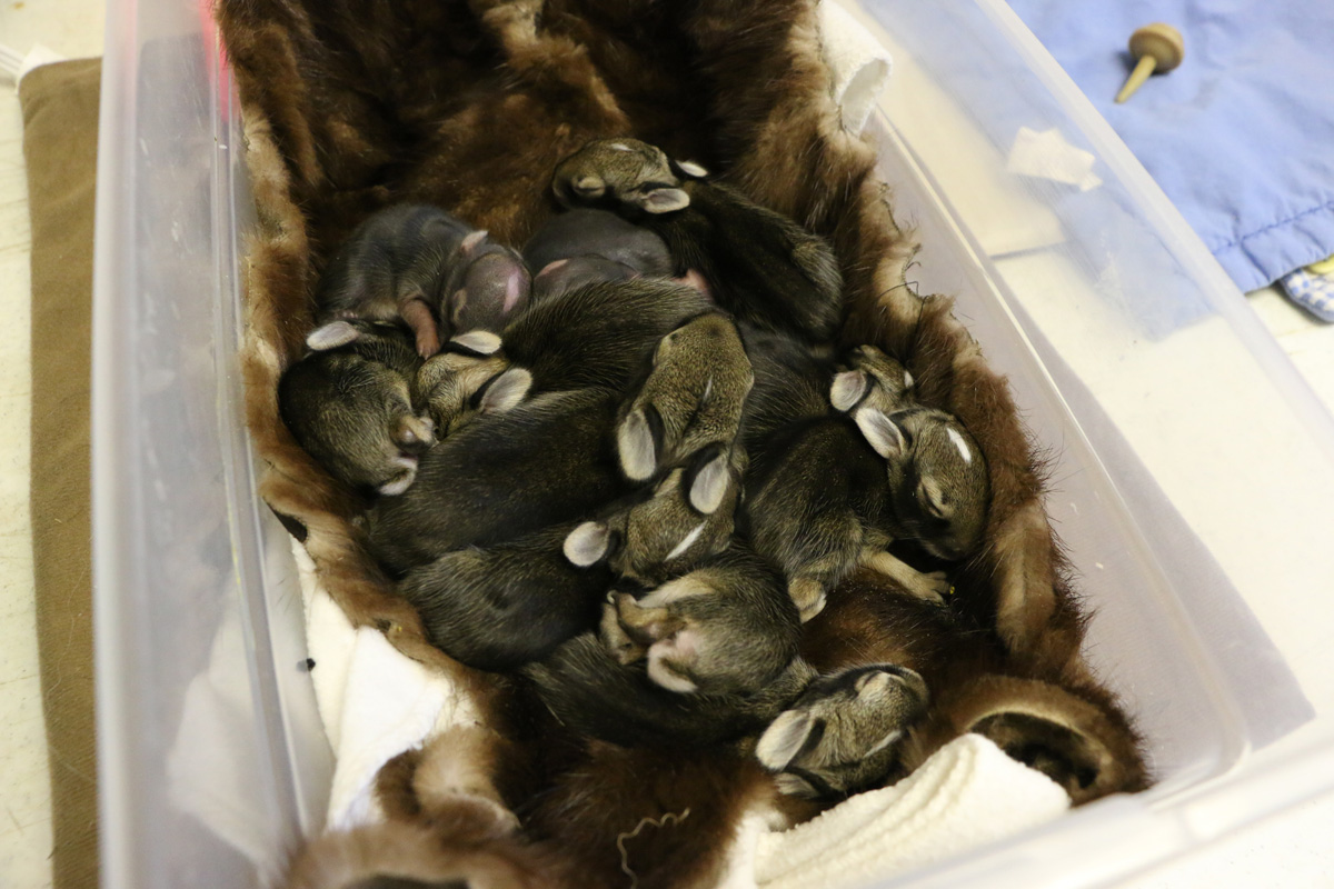 moraine-ridge-2017-7