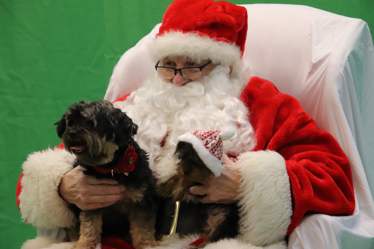 PetSantaPictures1