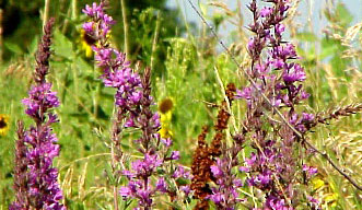 Purple-Loosestrife