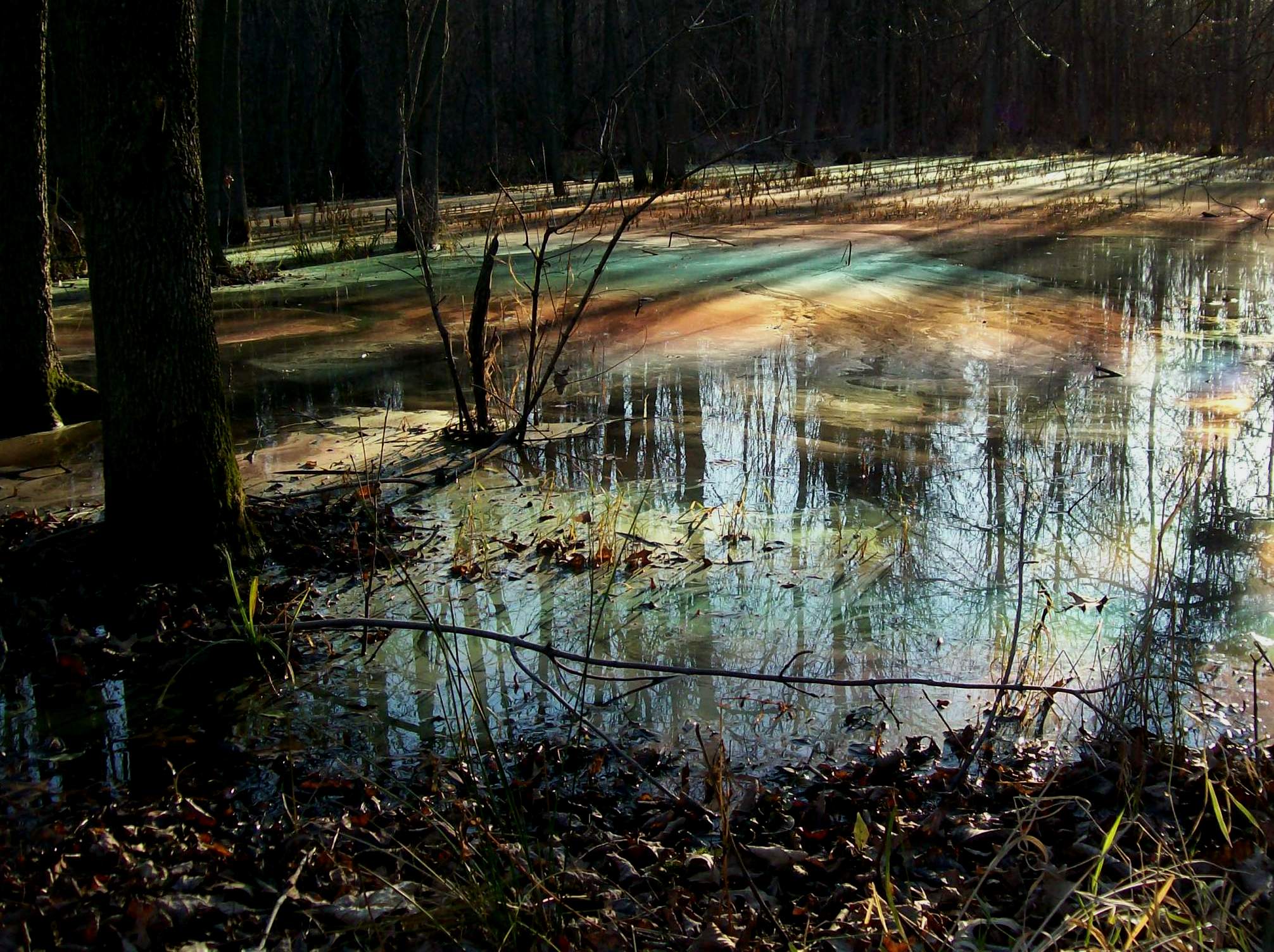 Shirley Heinze Land Trust to Host a Bus Tour of Preserves