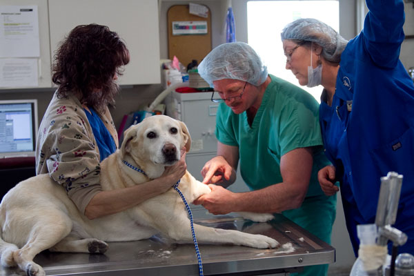 Vale-Park-Animal-Hospital-2