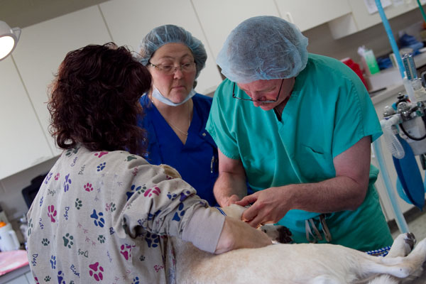 Vale-Park-Animal-Hospital-3