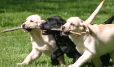 Vale-Park-Olympic-Pets-1