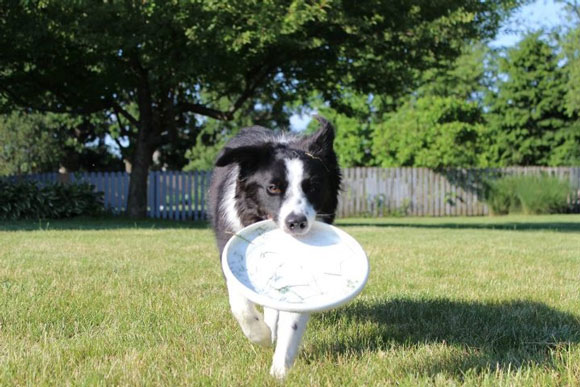 Vale-Park-Olympic-Pets-2