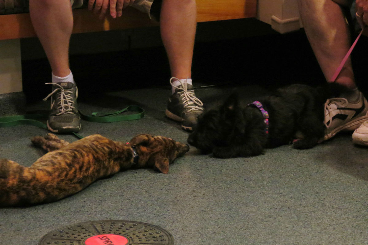 Vale-Park-Puppy-Class 3