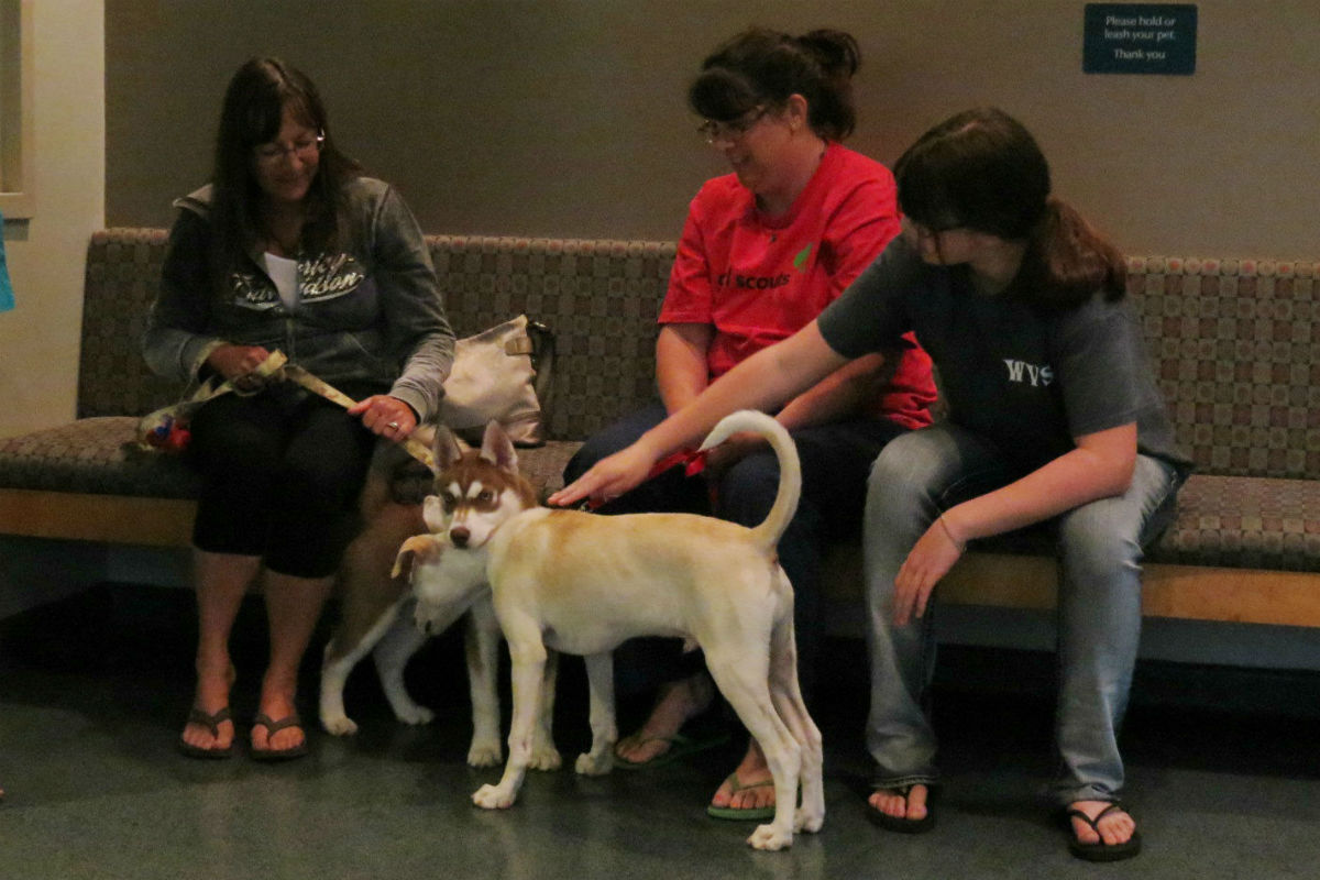 Vale-Park-Puppy-Class 5