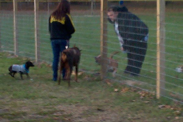 Woodland Park’s New Dog Park is an Asset for Northwest Indiana Pet-Owners